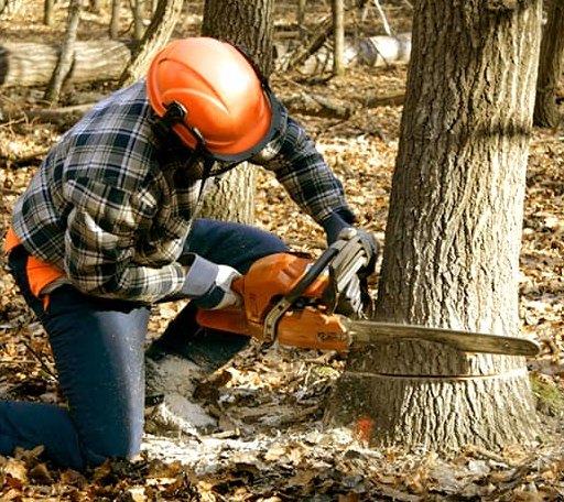 Tree Removal in Eagle, MI